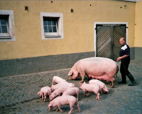 Merzdorf-Meissner-Schwein