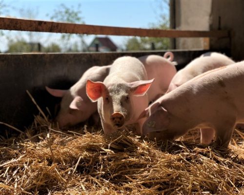 Meissner-Schweine-Ferkel